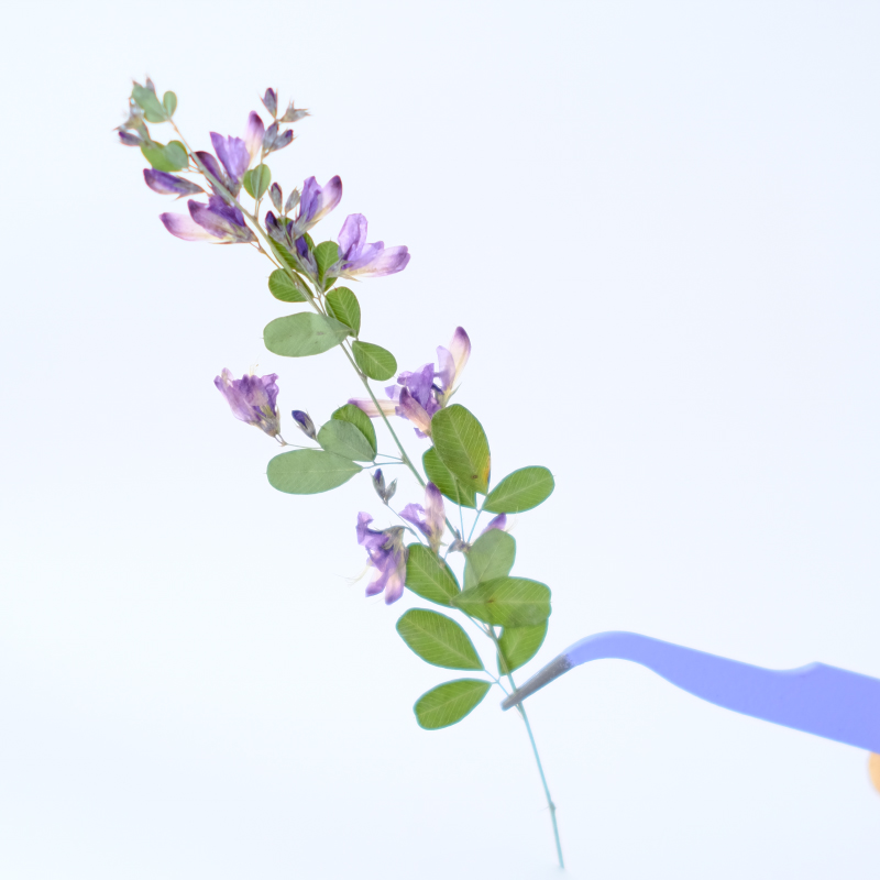 6pcs,nature Lespedeza Formosa  - Resin Art Baby 评论和价格